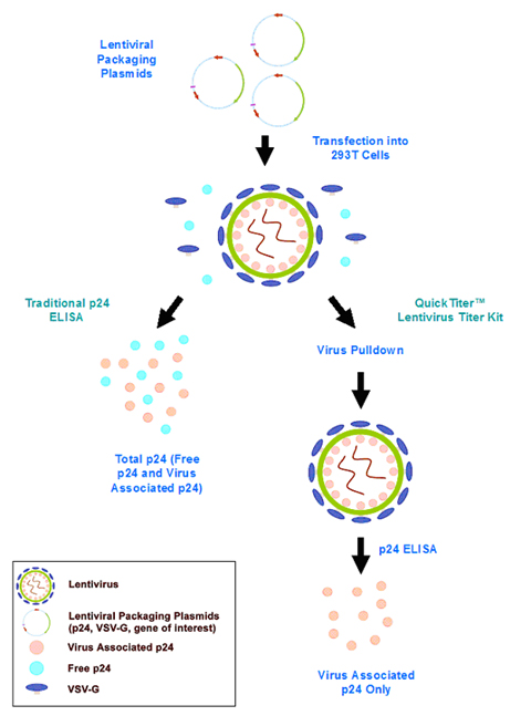 Lentivirus-Associated p24 ELISA Kit